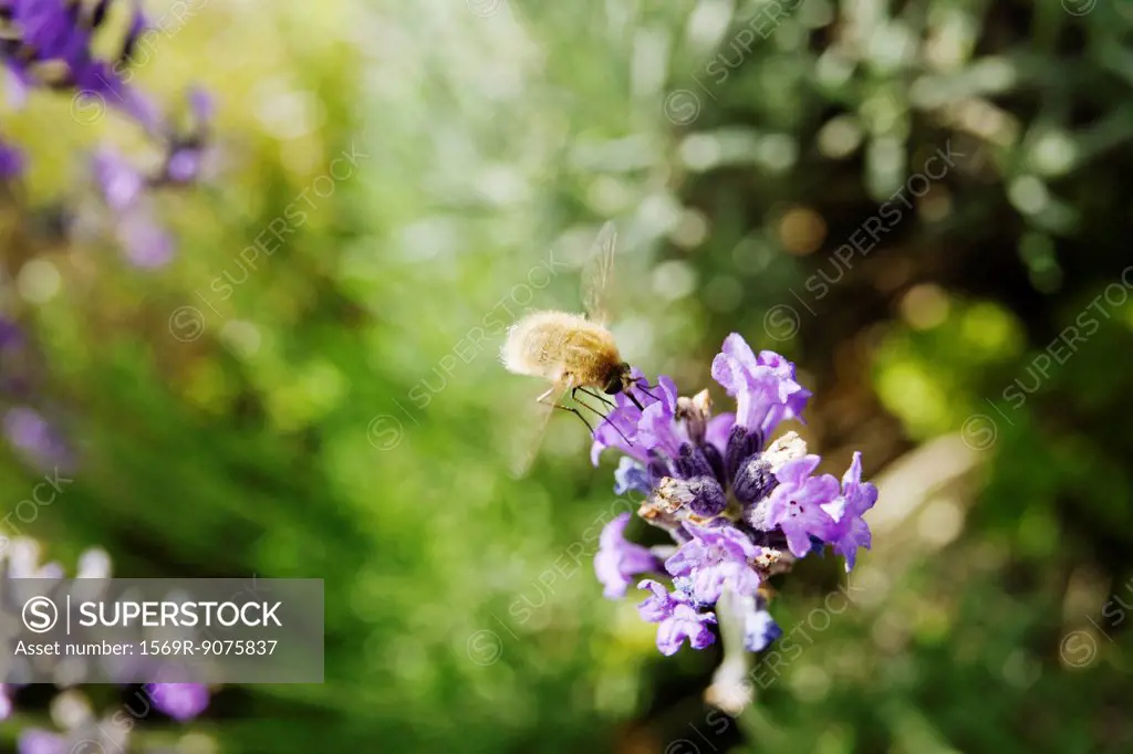 Bee fly on lavender