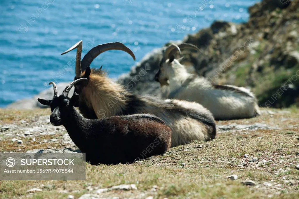 Goats resting at water´s edge, Belle_Ile_en_Mer, Morbihan, Brittany, France