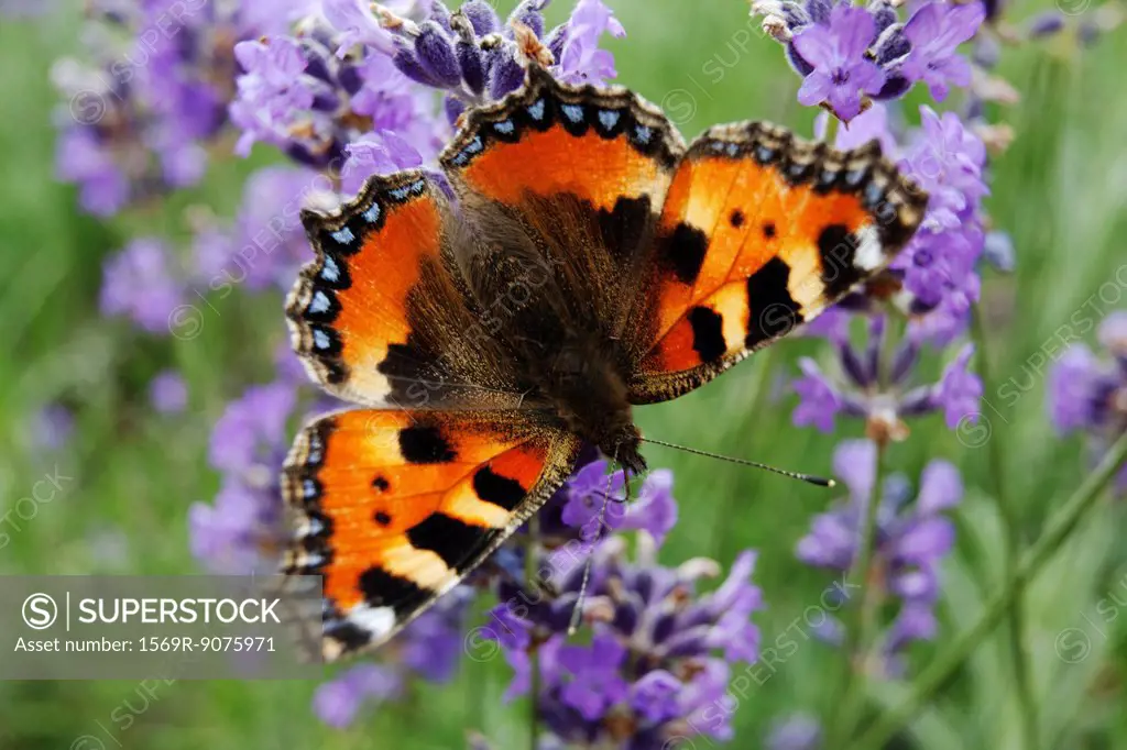 Small Tortoiseshell butterfly Aglais urticae on lavender