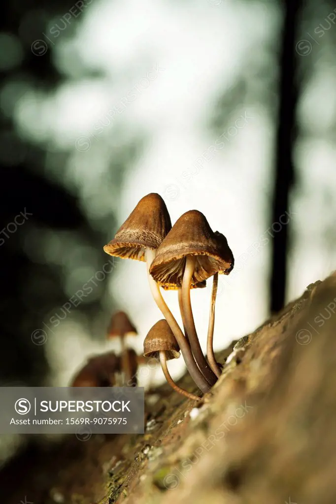 Mushrooms growing on tree trunk, close_up