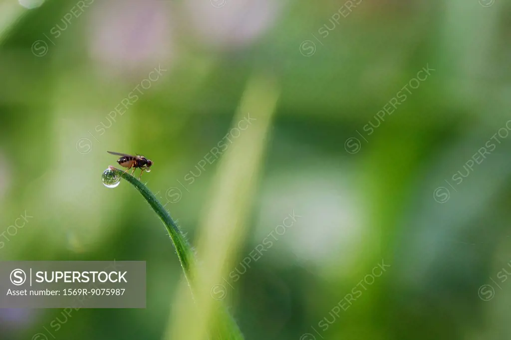 Fly drinking from dew drop on blade of grass