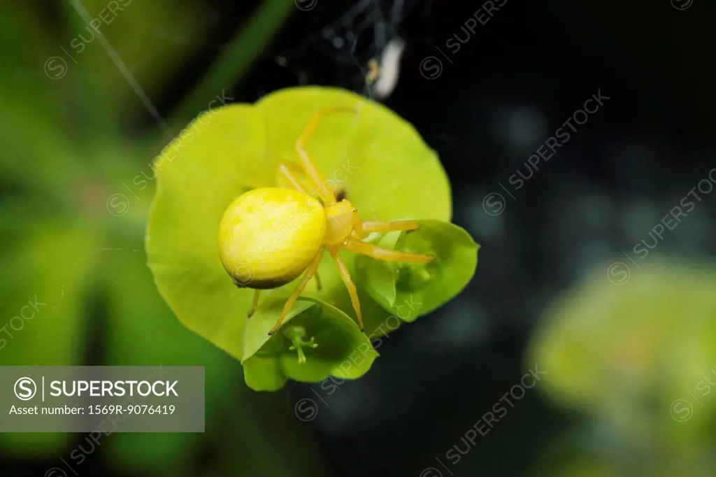 Spider camouflaged on leaf