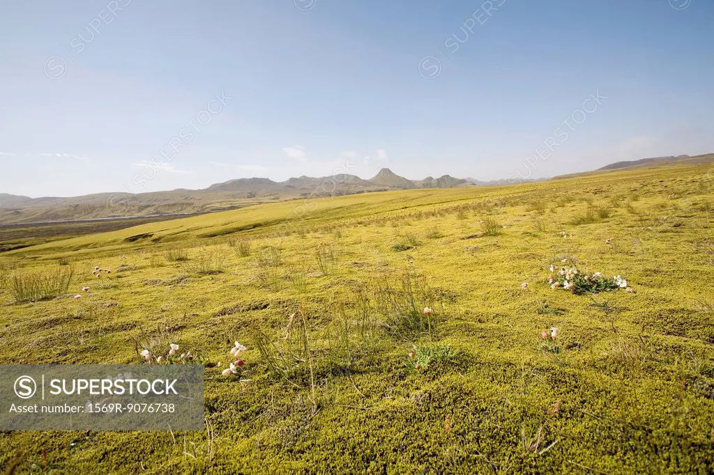 Moss covered lava field, Lakagigar, Iceland