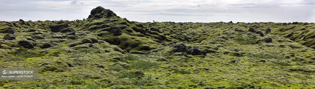Panoramic view of moss_covered lava field, Iceland