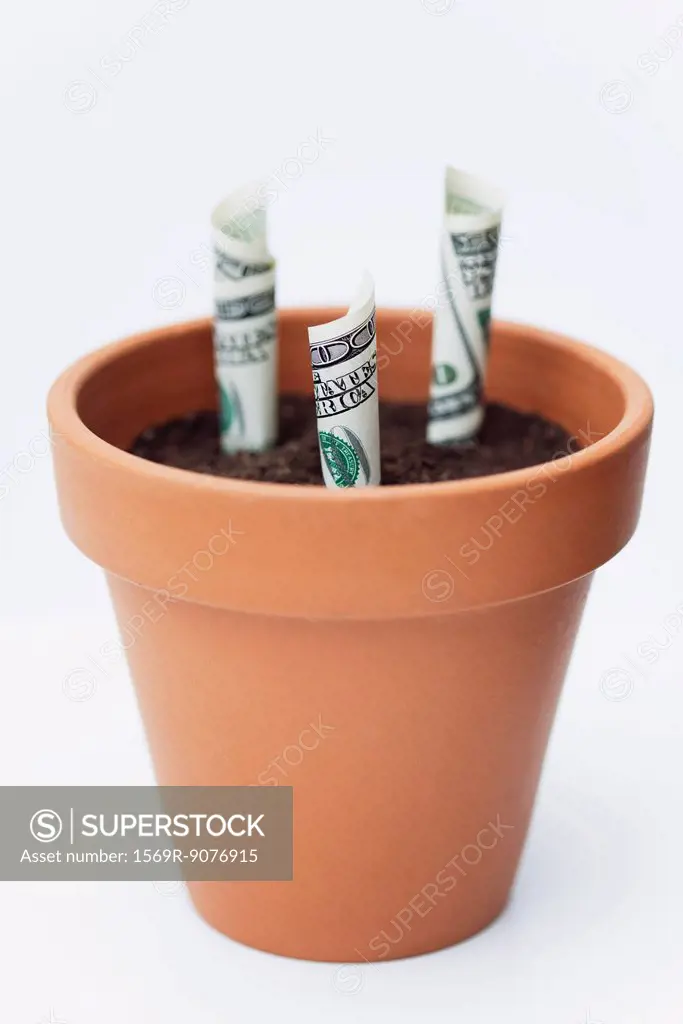 One_hundred dollar bills planted in flower pot