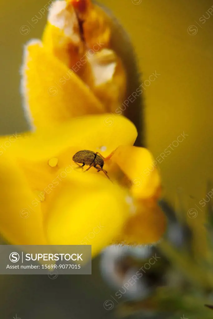 Weevil on yellow flower
