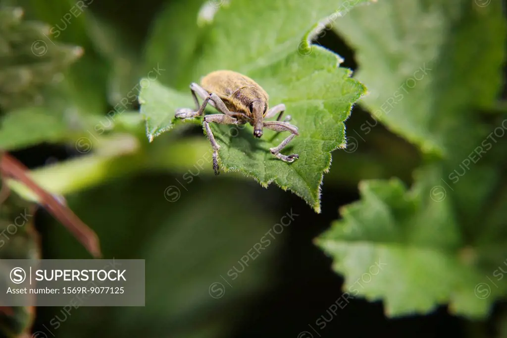 Weevil Lixus angustatus on leaf