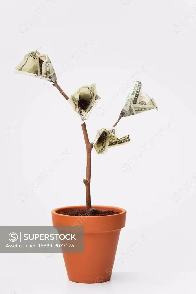 One_hundered dollar bills growing on potted tree