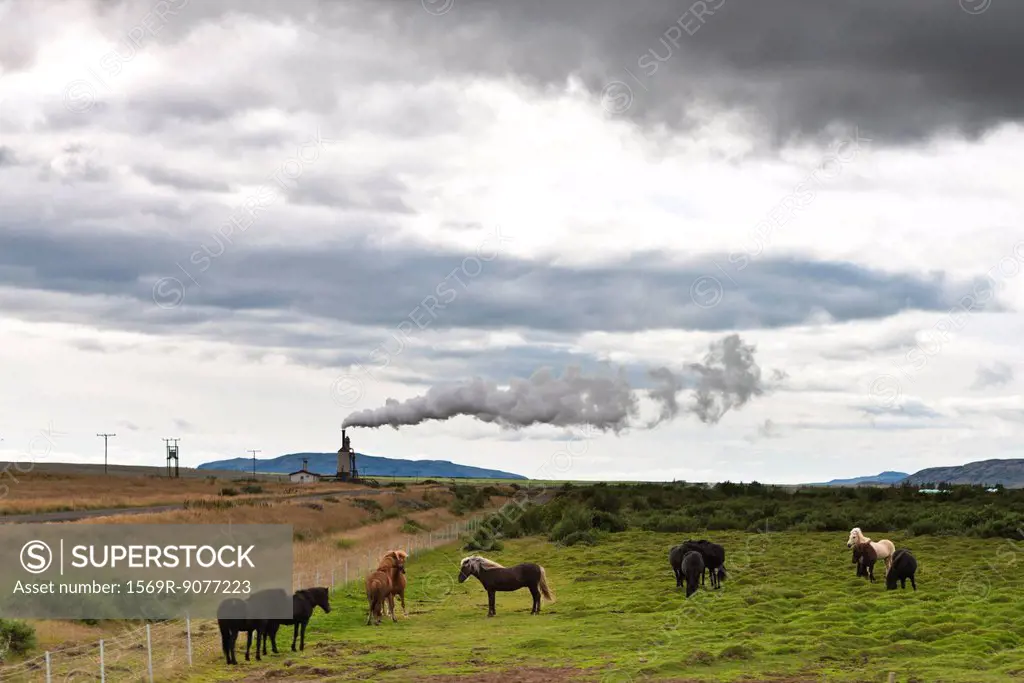 Icelandic horses in pasture with geothermal steam visible in background, Iceland