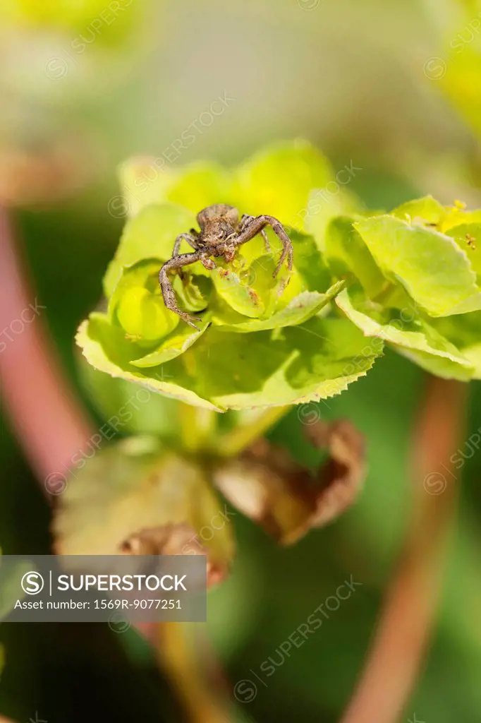 Spider on plant