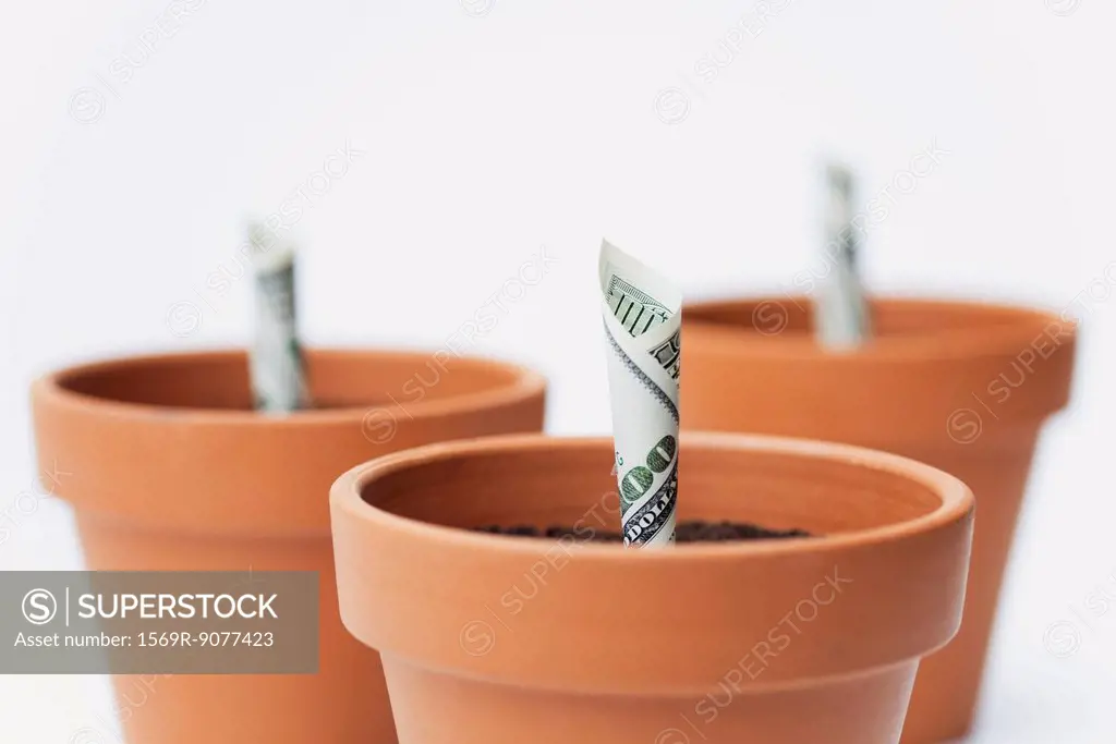 One_hundred dollar bills planted in flower pots