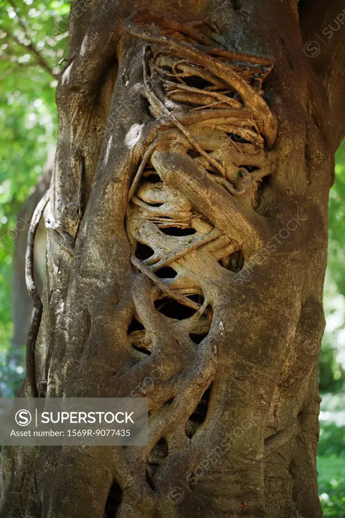 Tropical tree trunk