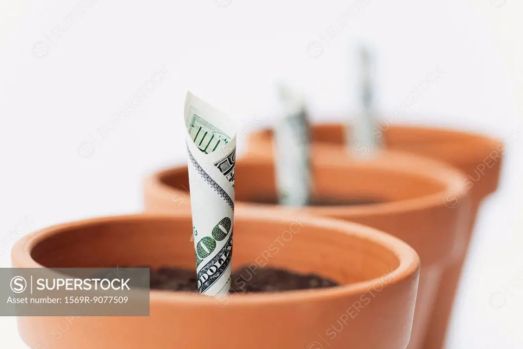 One_hundred dollar bills planted in flower pots