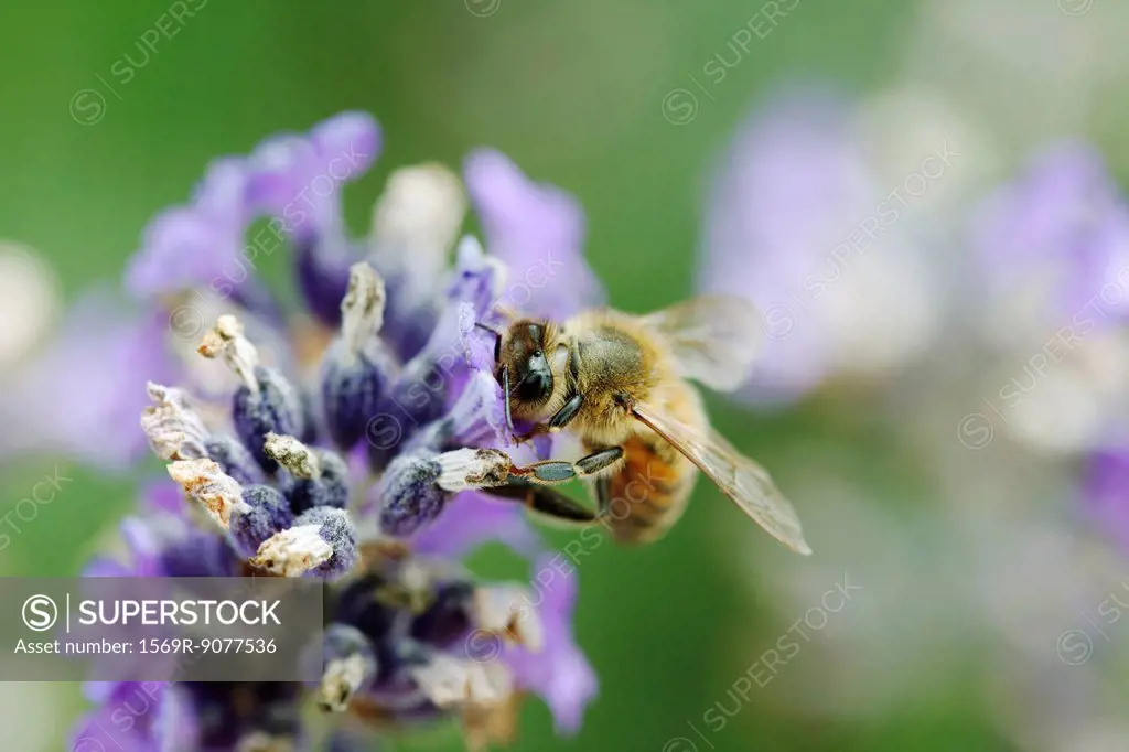 Bee gathering pollen on lavender
