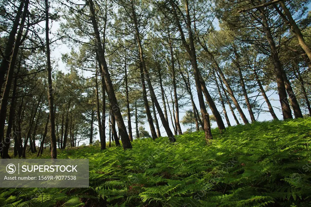 Pine woods, Crozon Peninsula, Finistre, Brittany, France