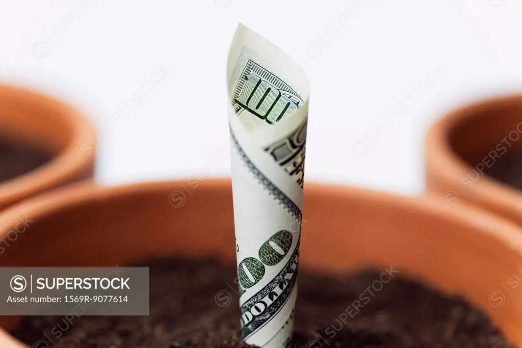 One_hundred dollar bill planted in flower pot