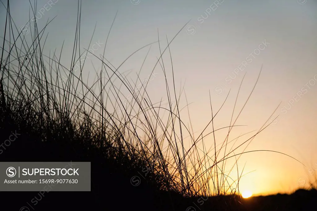 Sun setting behind tall grass