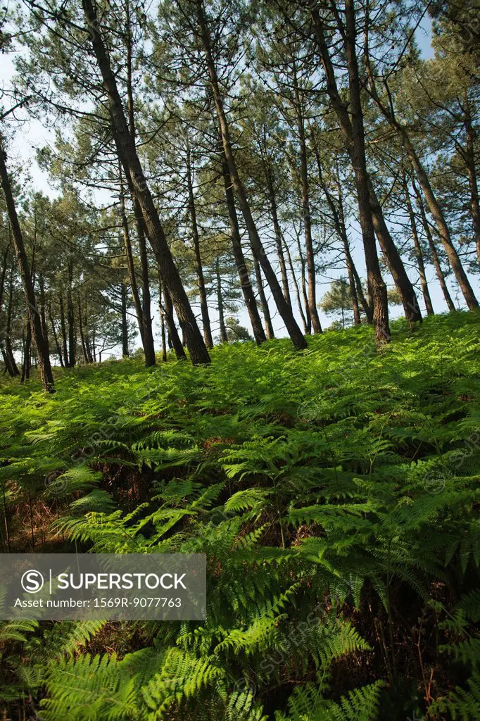 Pine trees and lush ferns, Crozon Peninsula, Finistre, Brittany, France