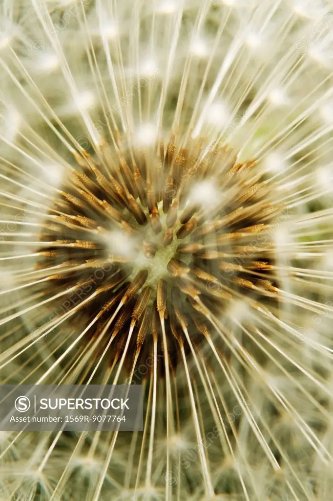 Dandelion seedhead, extreme close_up