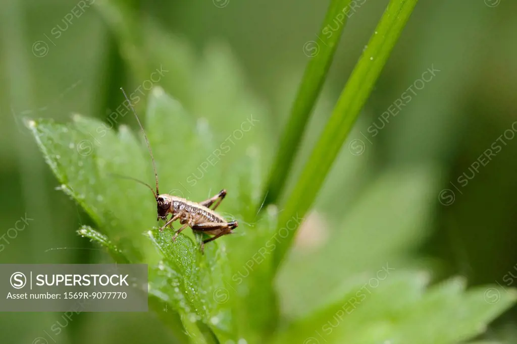 Cricket resting on plant