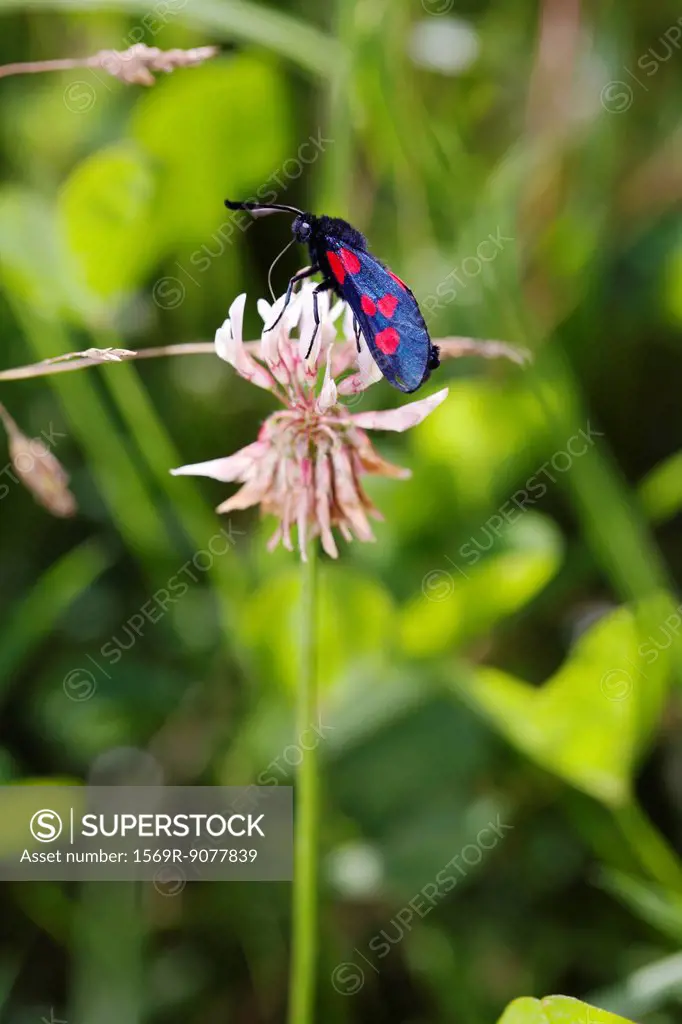 Six_spot Burnet moth Zygaena filipendulae on clover flower