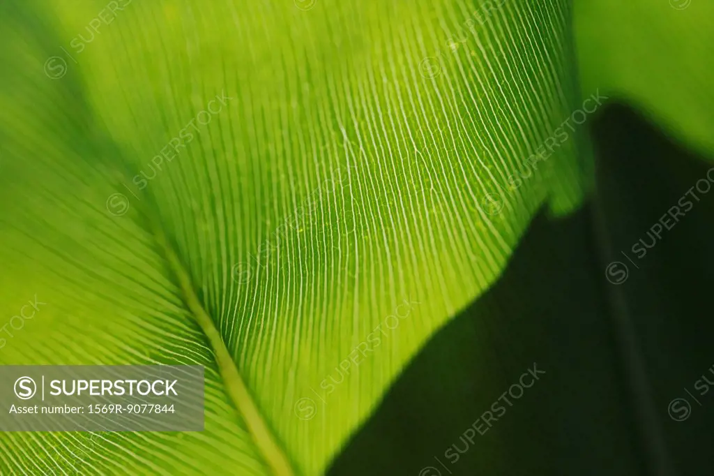 Leaf, extreme close_up