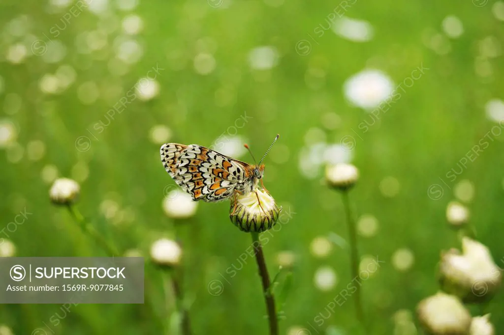Spotted Fritillary butterfly Melitaea didyma