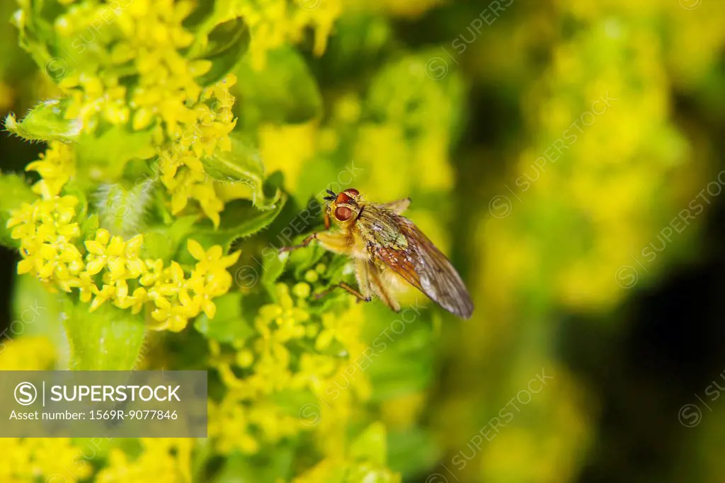 Yellow dung fly Scathophaga stercoraria