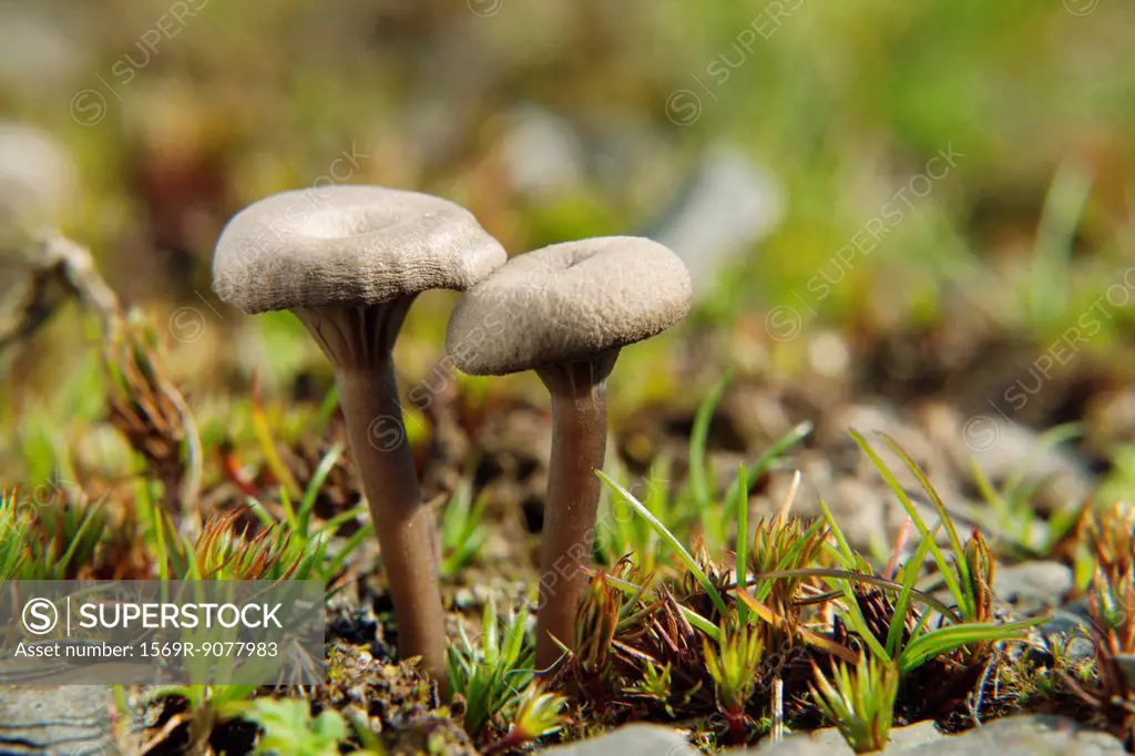 Clitocybe mushrooms