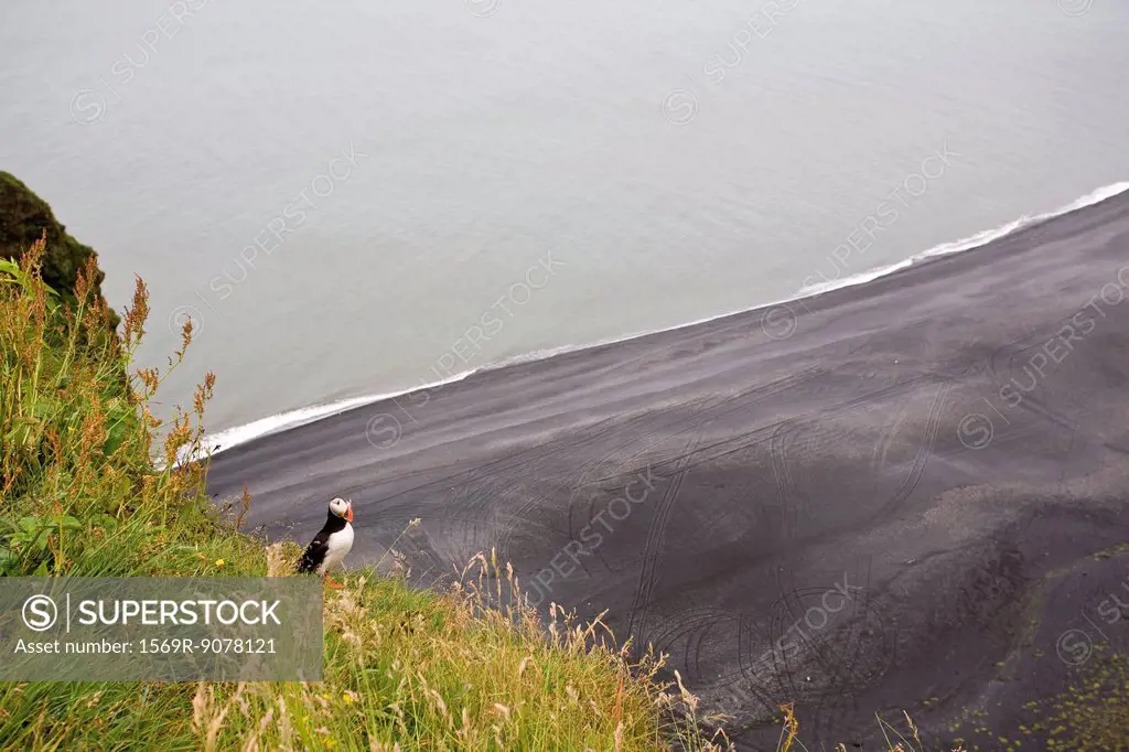 Puffin resting on hill overlooking black sand beach, Dyrhlaey peninsula, Iceland