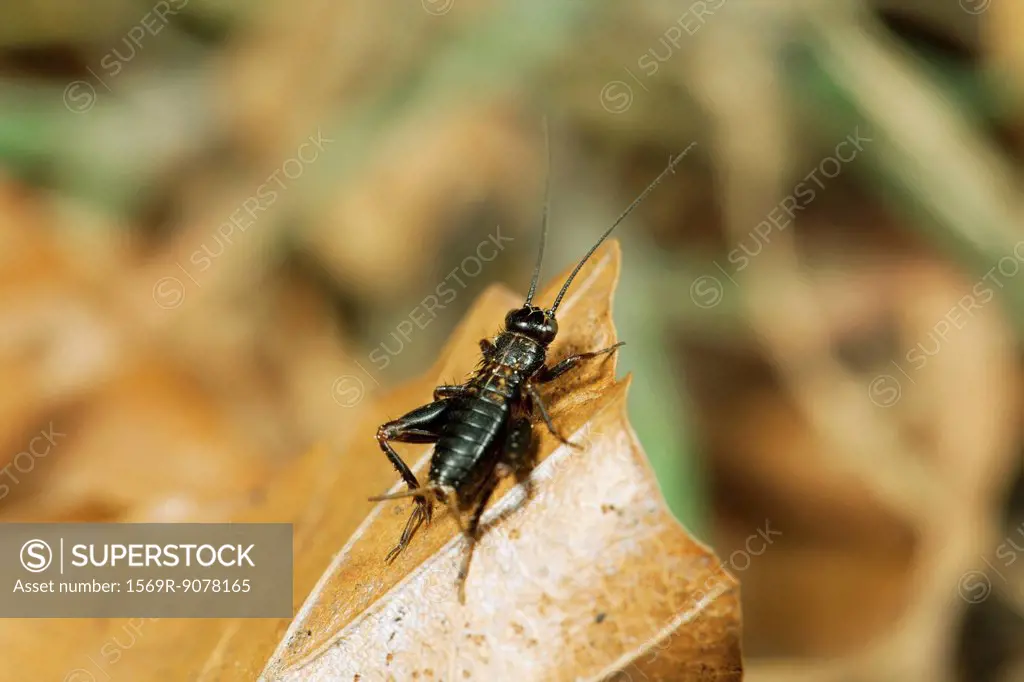 Wood cricket Nemobius sylvestris