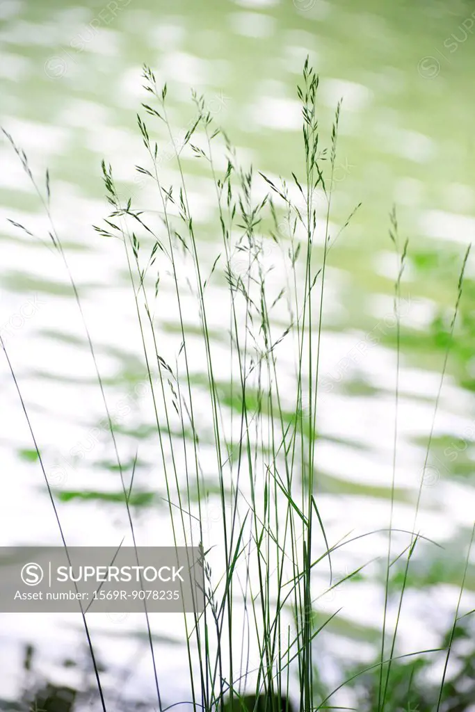 Tall grass by lake