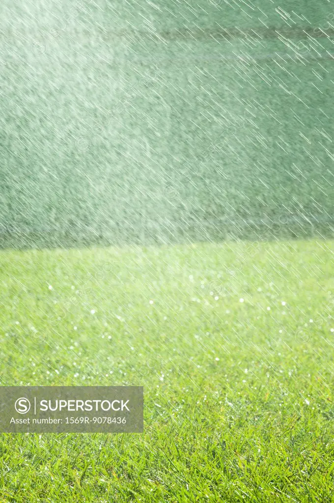 Rain falling on grass