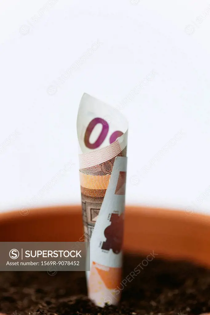 Fifty euro banknote planted in flower pot
