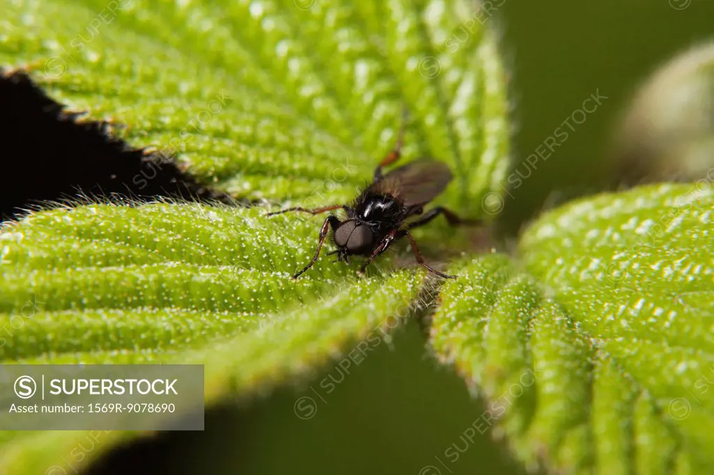 St. Mark´s fly Bibio marci resting on plant