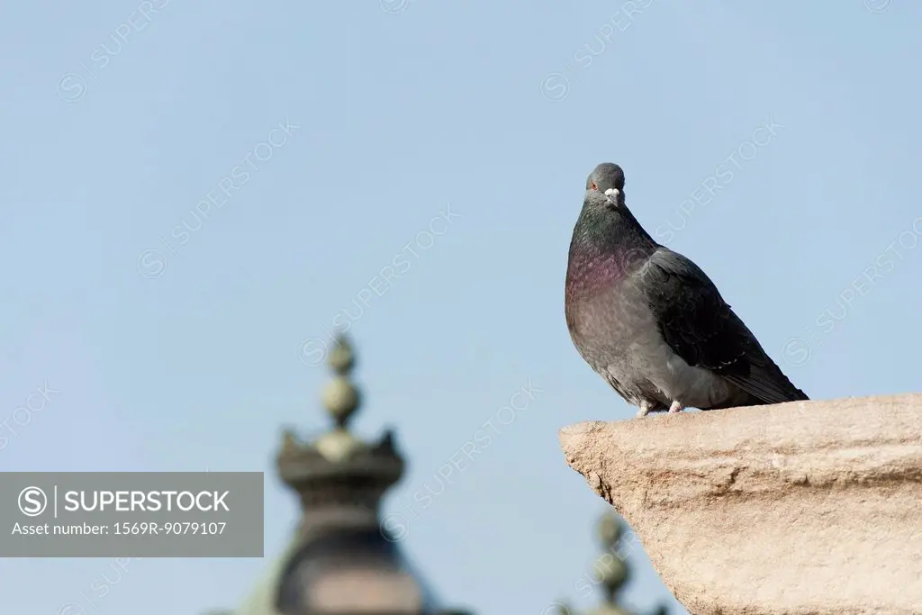 Pigeon