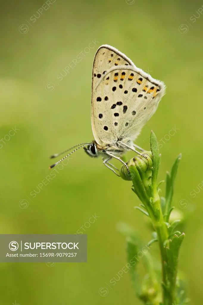 Brown Argus butterfly Aricia agestis