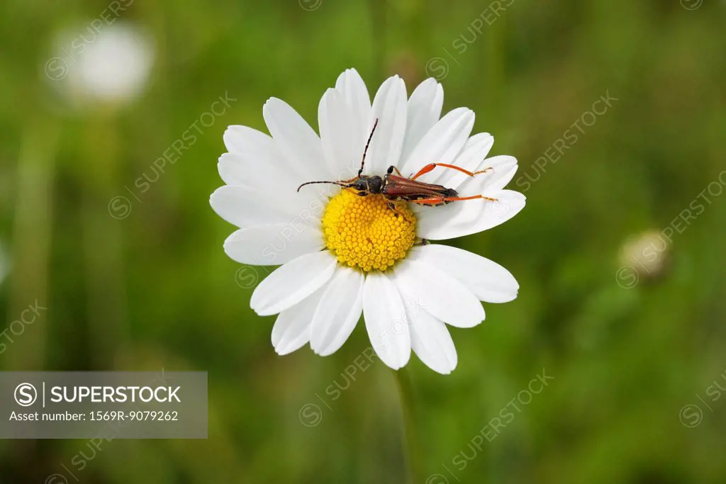 Longhorn beetle on daisy