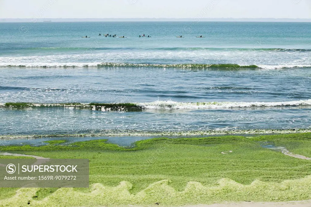 Toxic algae washed up on beach, Plage de Postolonnec, Crozon Peninsula, Finistre, Brittany, France