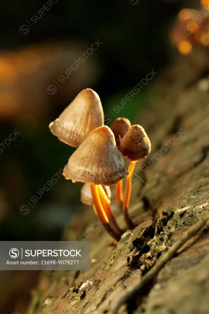 Mushrooms growing on tree trunk