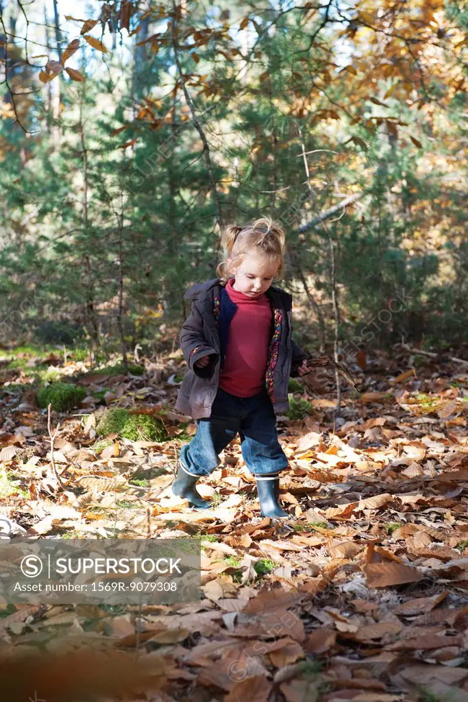 Toddler girl walking in autumn leaves