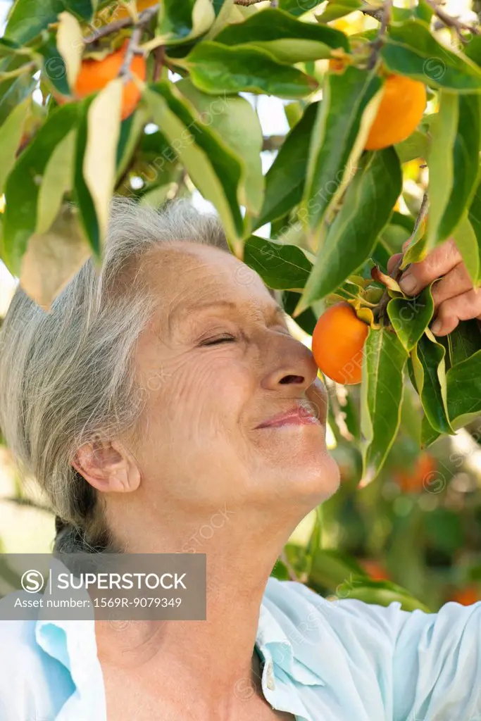 Senior woman smelling orange on tree