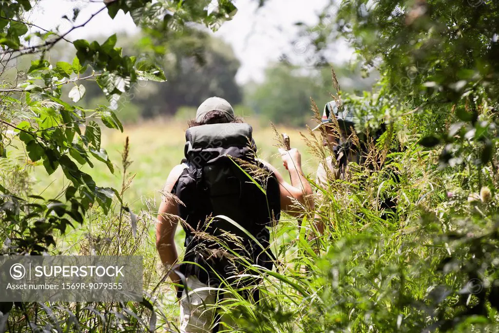 Hikers in woods, seen though tree branches, rear view
