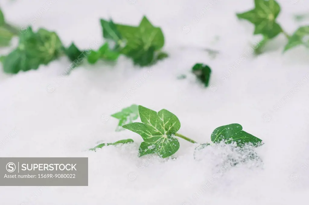 Fake ivy in snow