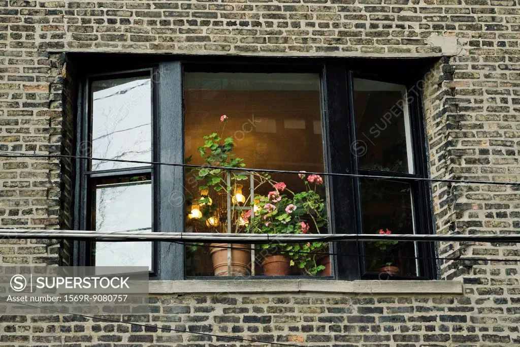 Open window with pots of geraniums