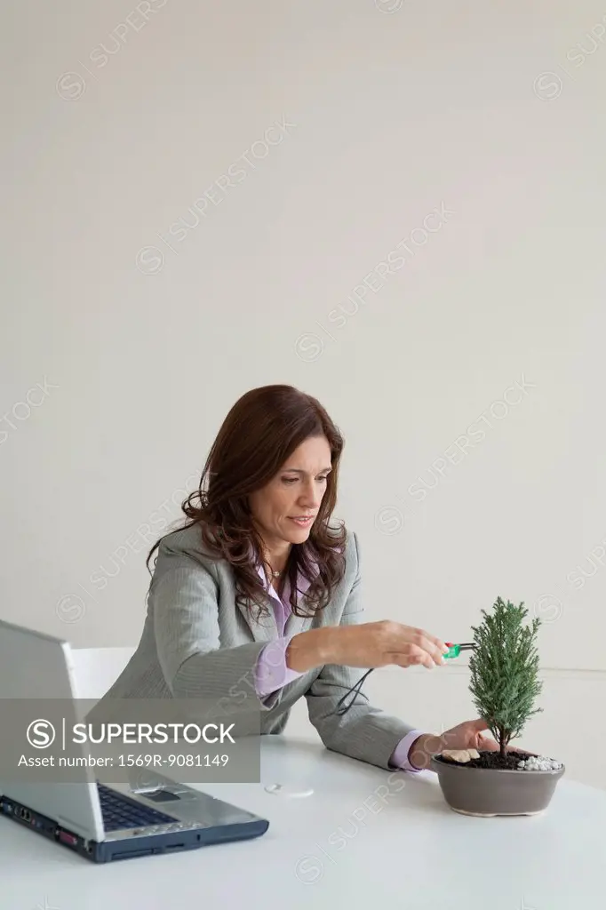 Mature businesswoman pruning bonsai tree at work desk