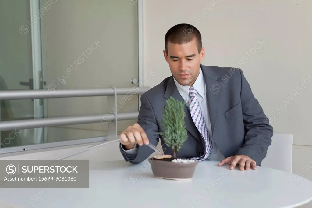 Young businessman maintaining bonsai tree