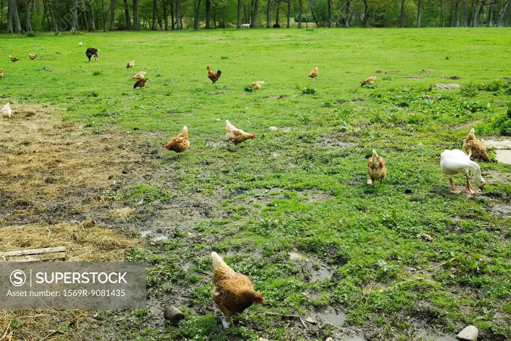 Hens, rooster, goose and goat feeding in a meadow
