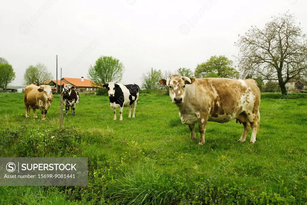 Four cows that look at the camera in a field, France