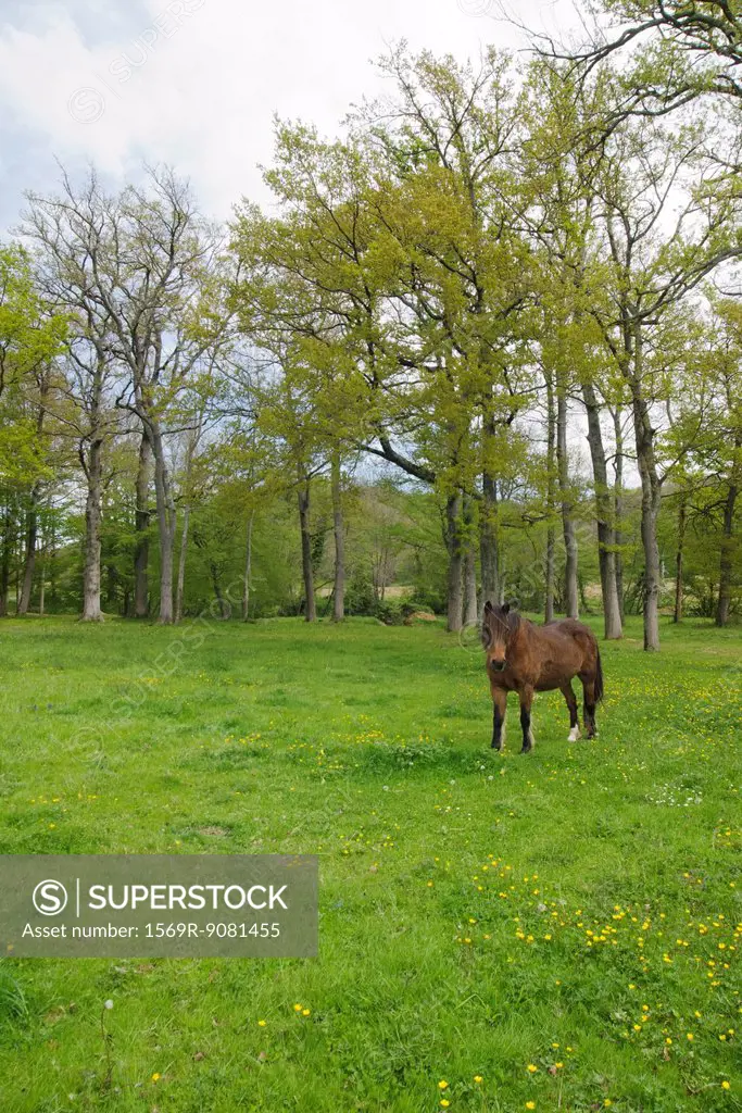 Brown horse in a meadow surrounded by trees